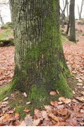 Photo Textures of Tree Bark